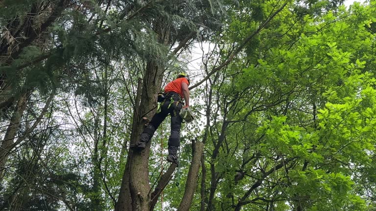Best Lot and Land Clearing  in West Wareham, MA