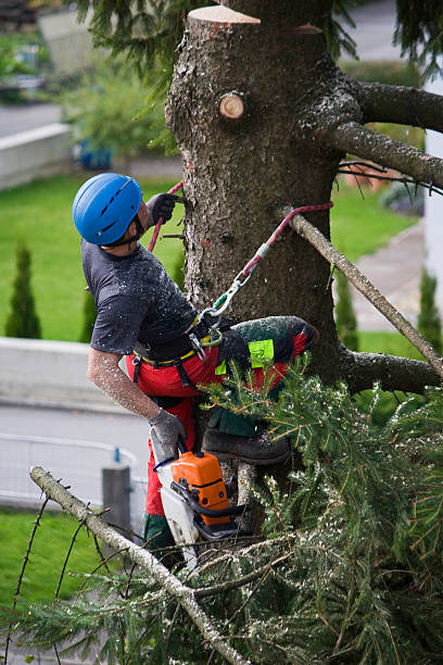 Best Tree Trimming and Pruning  in West Wareham, MA