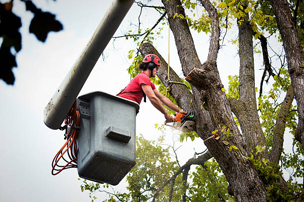 Best Tree Cabling and Bracing  in West Wareham, MA